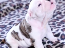 Bulldog puppy learns to howl